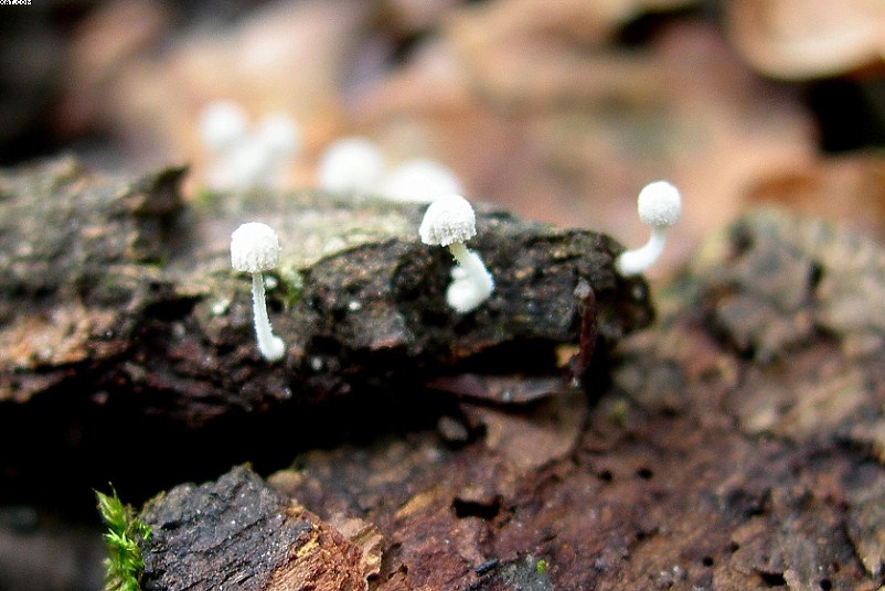 Mycena corynephora      Maas Geest.